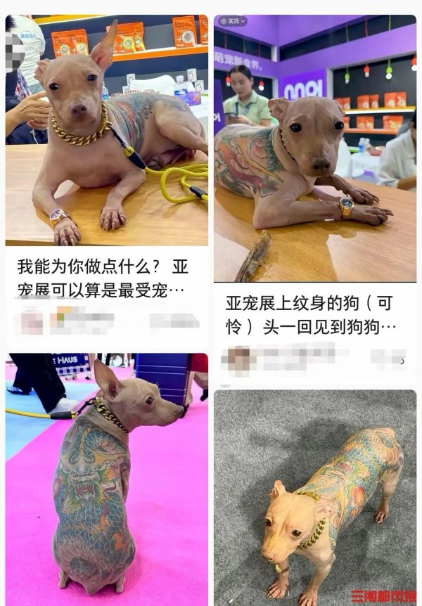 星迈网 上海亚宠展“纹身犬”引争议，主办方：已限制该犬主人入场